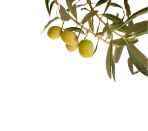 olive-plant