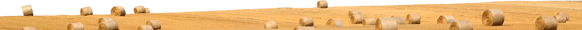 yellow-field